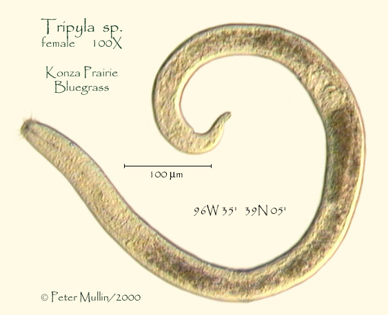 Представитель Семейства Tripylidae